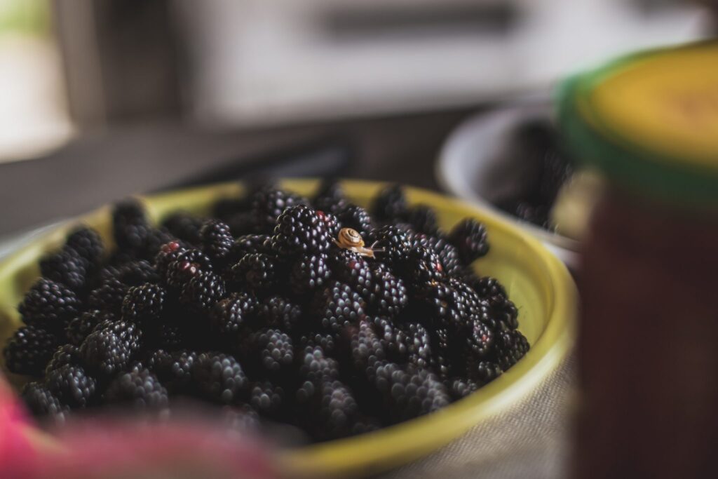 Beeren – Fisetin & Quercetin