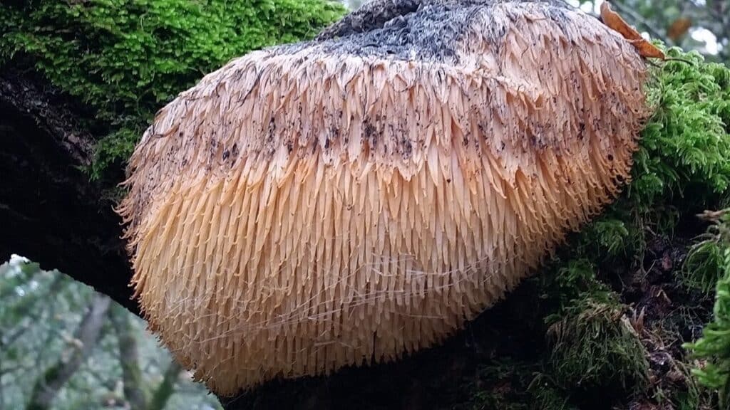 Lion's Mane Pilz (Hericium erinaceus) Nahaufnahme
