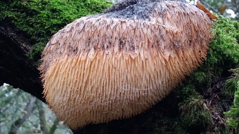 Lion’s Mane (Hericium): Wirkung auf Gehirn und Nerven