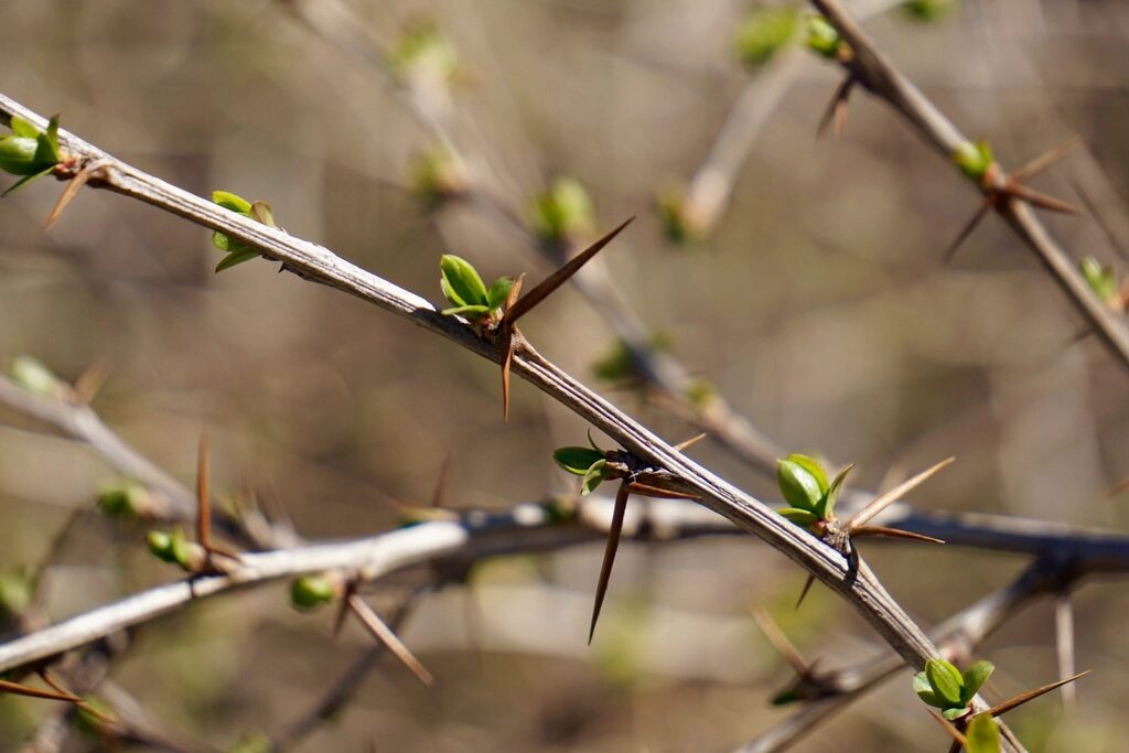 Berberitze (Berberis) – natürliche Berberin-Quelle