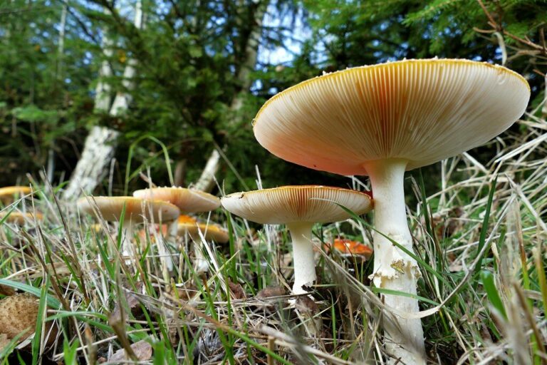 Cordyceps & Reishi: Vitalpilze für Energie & Immunsystem