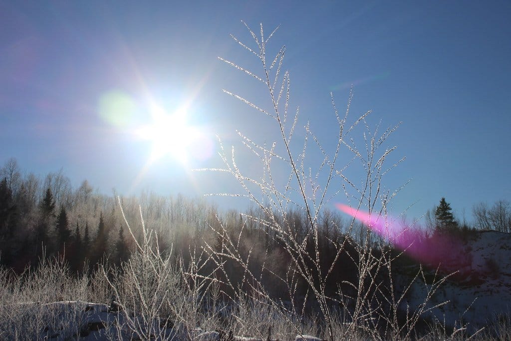 Sonne scheint durch mit Raureif bedeckte Zweige