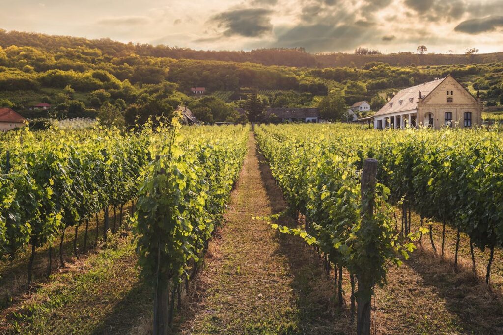 Resveratrol rote Weintrauben